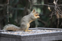 Sciurus niger rufiventer