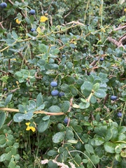 Berberis microphylla
