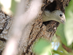 Melanerpes aurifrons