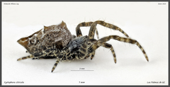 Cyrtophora citricola