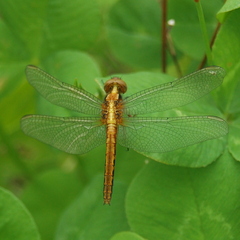 Erythemis