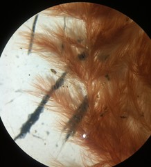 Callithamnion corymbosum