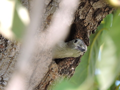 Melanerpes aurifrons