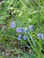 Viola canina
