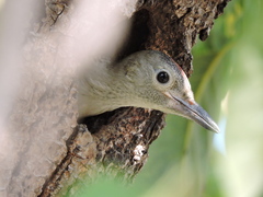 Melanerpes aurifrons