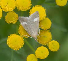 Udea alpinalis