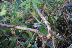 Polioptila albiloris