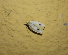 Depressariidae