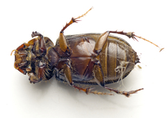 Acrossidius tasmaniae