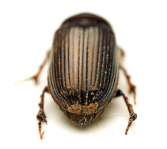 Acrossidius tasmaniae