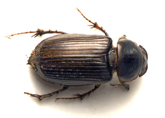 Acrossidius tasmaniae