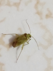 Adelphocoris lineolatus