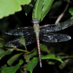 Coryphaeschna perrensi