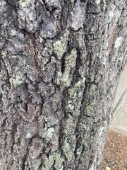 Hyperphyscia syncolla