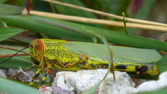 Zoniopoda tarsata