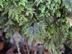 Thamnobryum alleghaniense