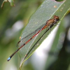 Oxyagrion