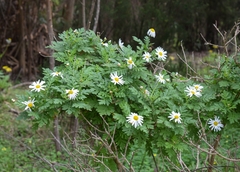 Argyranthemum broussonetii