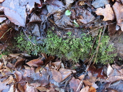 Thamnobryum alleghaniense