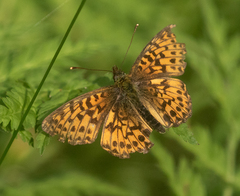 Boloria titania