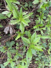 Sphagneticola trilobata