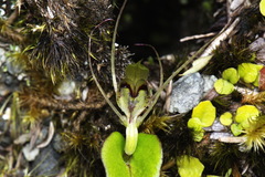 Corybas dienemus