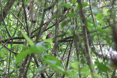 Catharus aurantiirostris