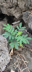 Senna multiglandulosa