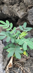 Senna multiglandulosa