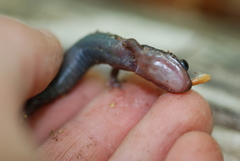 Plethodon wehrlei