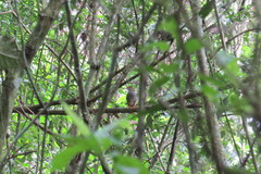 Catharus aurantiirostris
