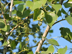 Populus mexicana
