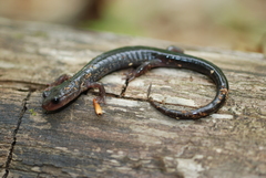Plethodon wehrlei