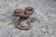 Thamnophis brachystoma