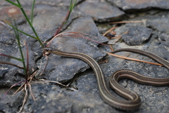 Thamnophis brachystoma