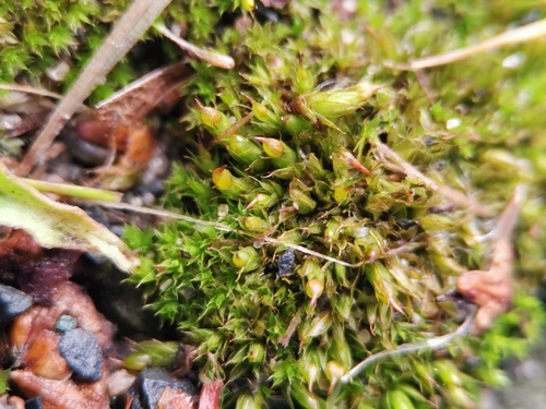 Image of Tortula protobryoides by (c) Alexis Tinker-Tsavalas, some rights reserved (CC BY)