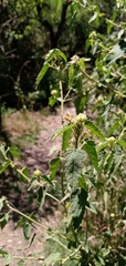 Pavonia xanthogloea