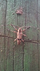 Colobothea centralis