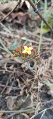Kalanchoe rotundifolia