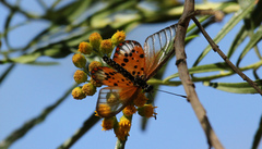 Acraea ranavalona