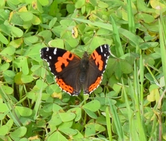 Vanessa vulcania