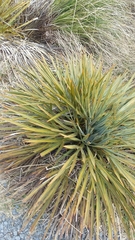 Aciphylla colensoi