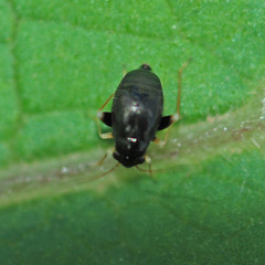 Halticus apterus
