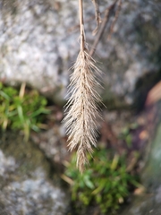 Setaria viridis