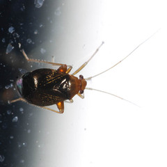 Halticus luteicollis
