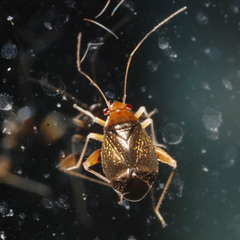 Halticus luteicollis