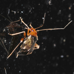 Halticus luteicollis