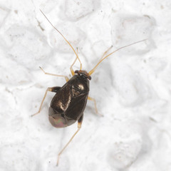 Halticus macrocephalus