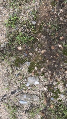 Dittrichia graveolens
