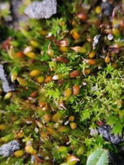 Tortula protobryoides